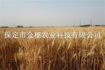 高产小麦种子缺肥的症状