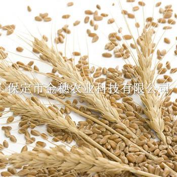 小麦拌种可以起到防病的作用！