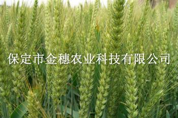 小麦种子之春小麦种子
