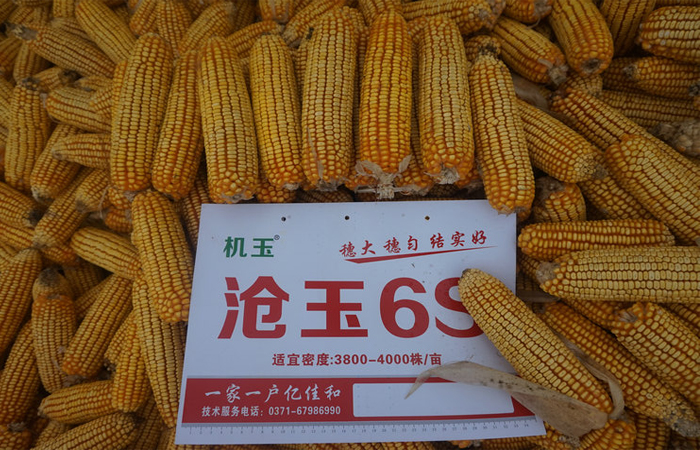 沧玉6S——玉米种子
