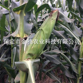 铁杆高抗王玉米种子