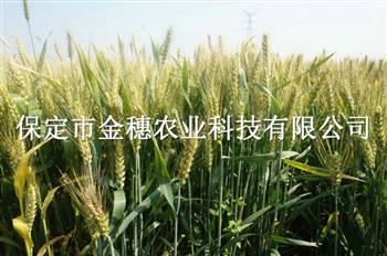 高产小麦种子